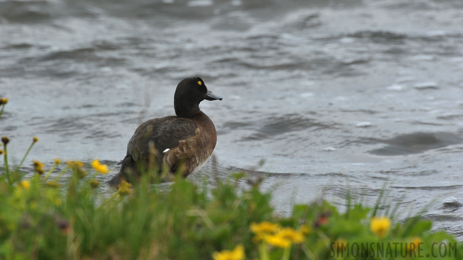 Aythya fuligula [550 mm, 1/640 sec at f / 10, ISO 1600]